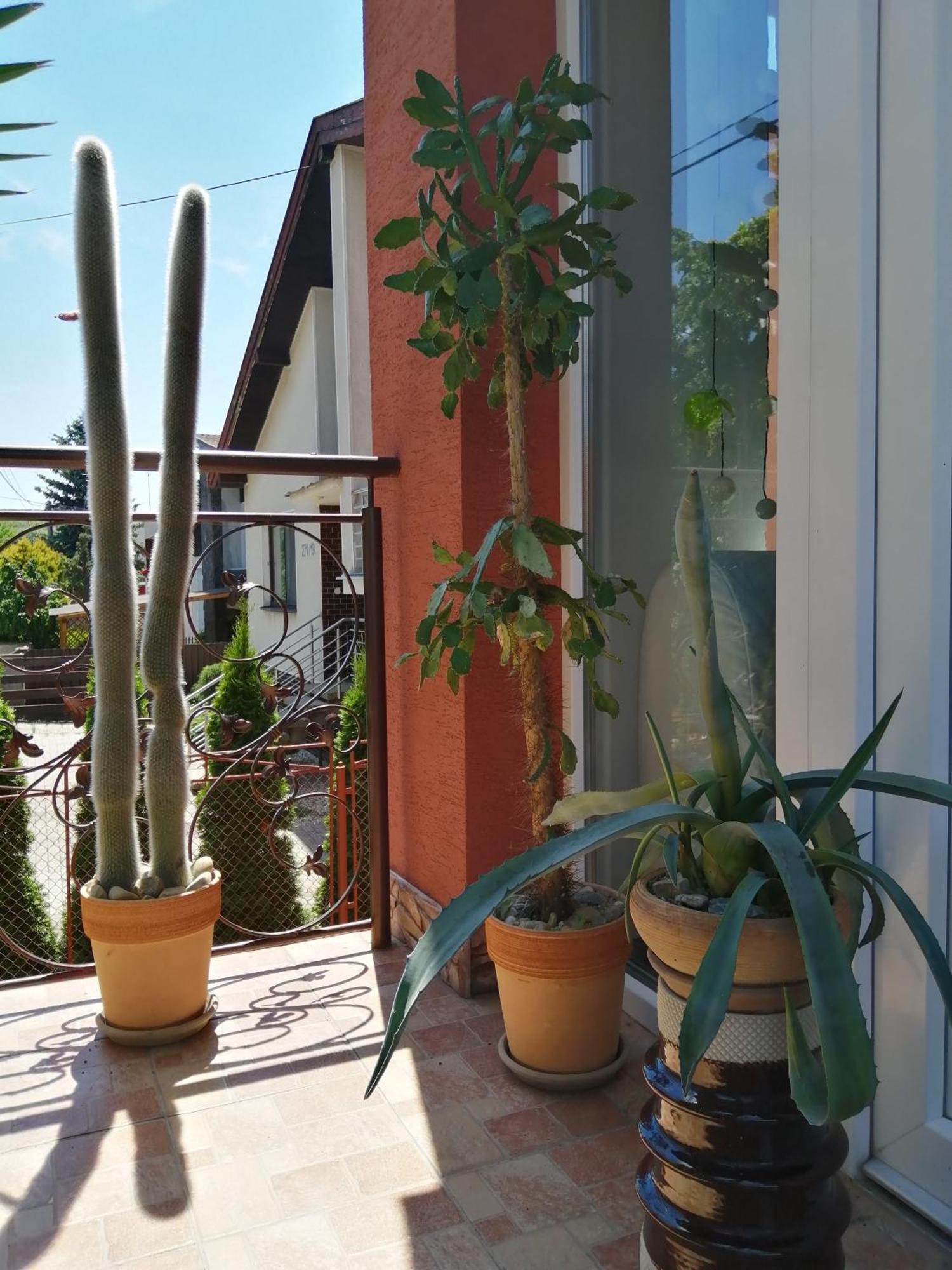 Penzión Vilka Podhájčanka Podhájska Esterno foto